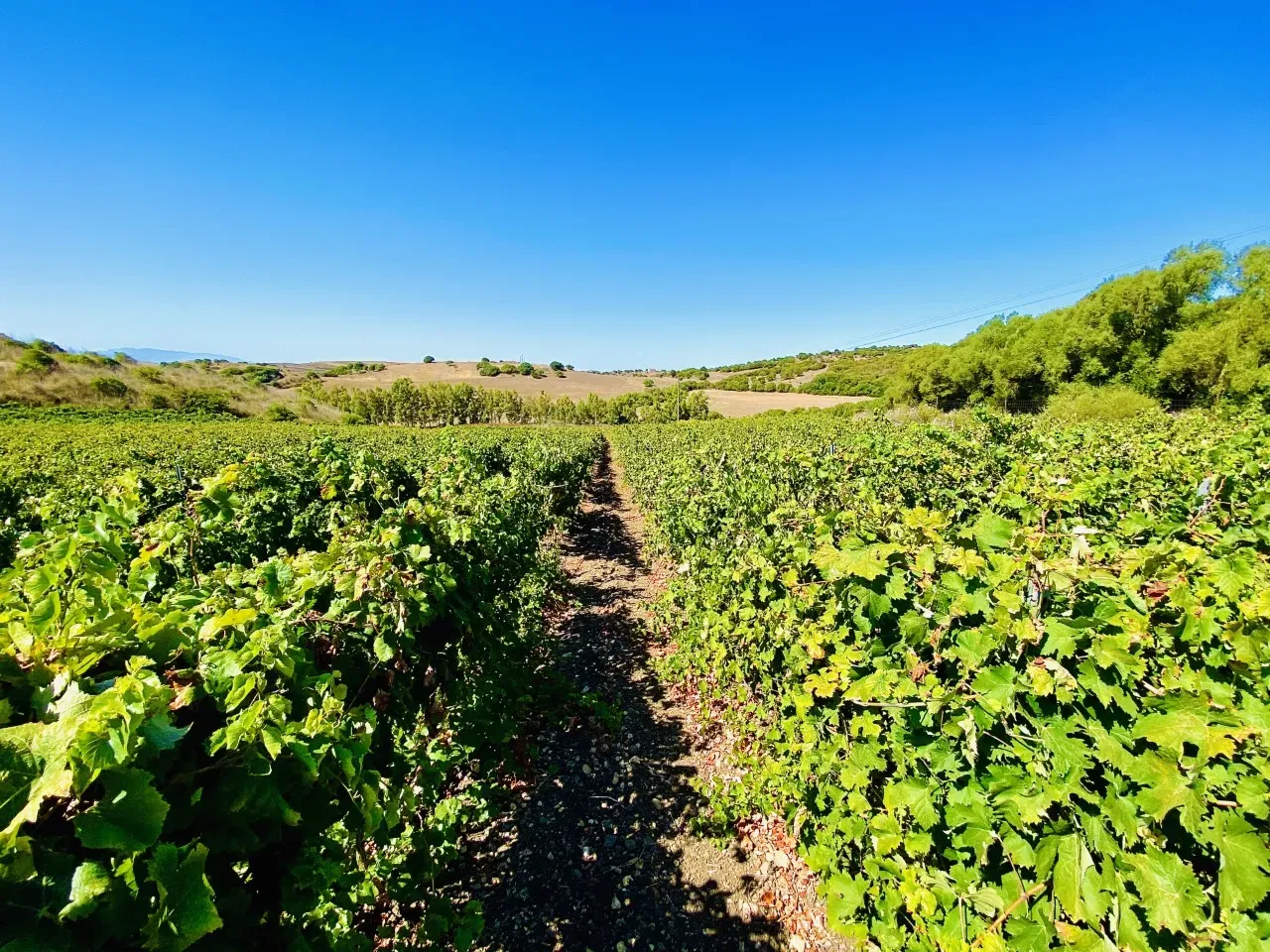 vigneto s'arriali